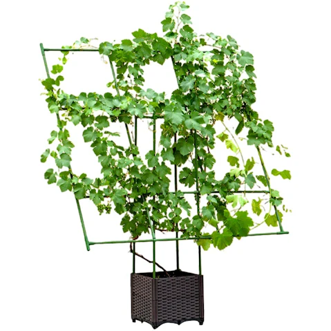 Soga Rectangular Inclined Plant Frame Tube Pergola Trellis - 160cm