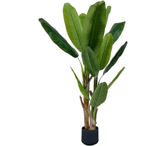 Soga Banna Bird of Paradise Tree - 220cm