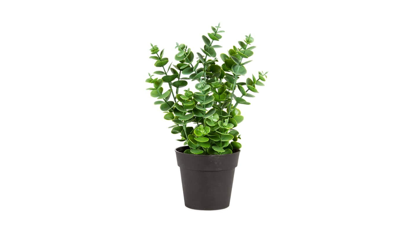 Artificial 20 x 27cm Potted Eucalyptus Plant Harvey Norman