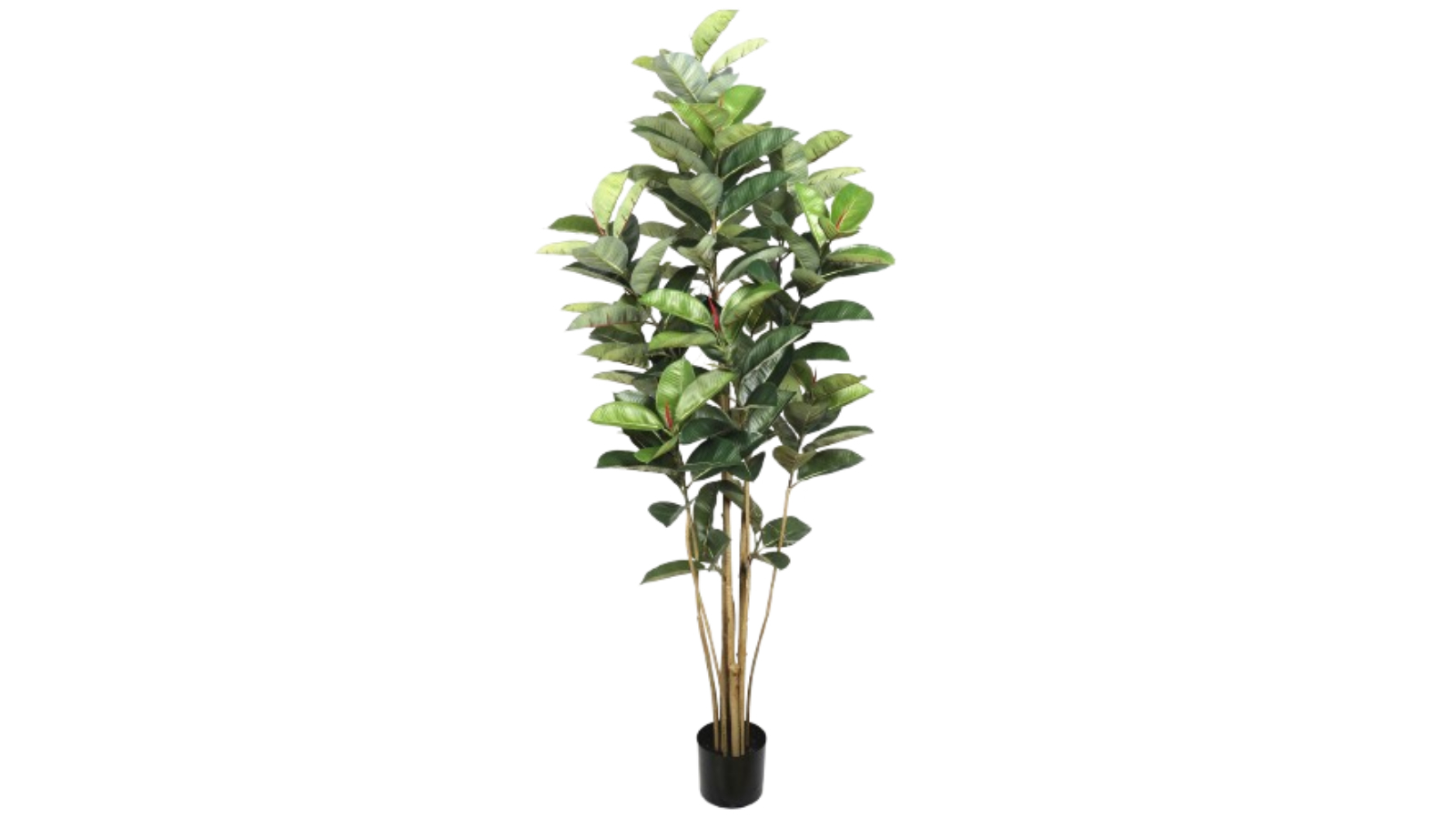 Designer Plants Artificial Ficus Elastica Rubber Potted Tree - 180cm