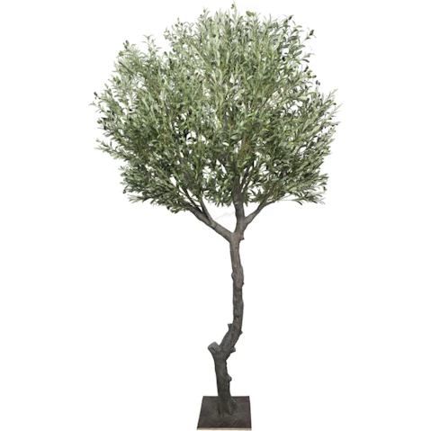 Designer Plants Extra Large Natural Olive Tree - 285cm