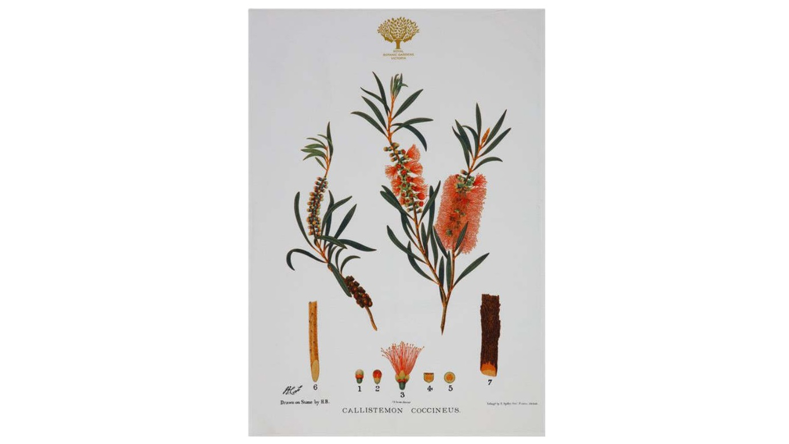 Maxwell and Williams Royal Botanic Garden Cotton Tea Towel