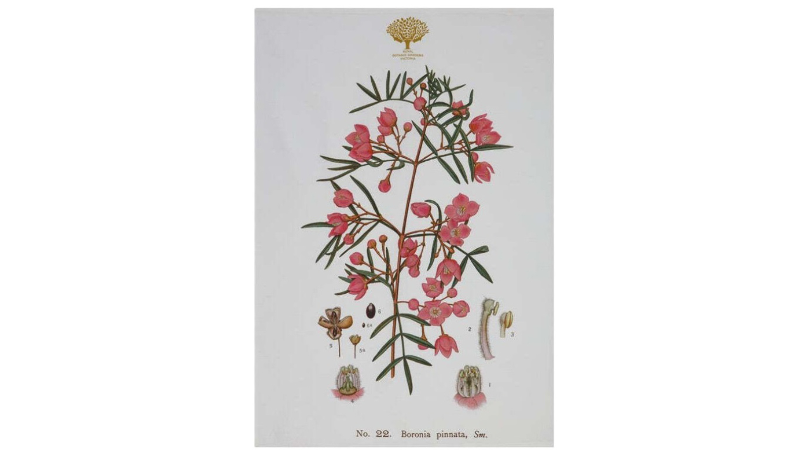 Maxwell and Williams Royal Botanic Garden Cotton Tea Towel Dish Cloth - Boronia
