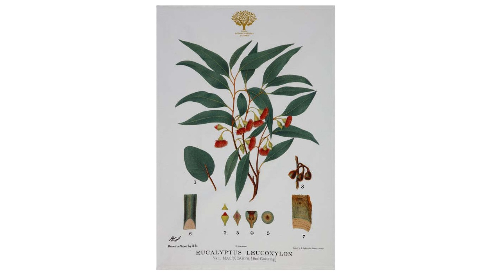 Maxwell and Williams Royal Botanic Garden Cotton Tea Towel Cloth - Flowering Gum