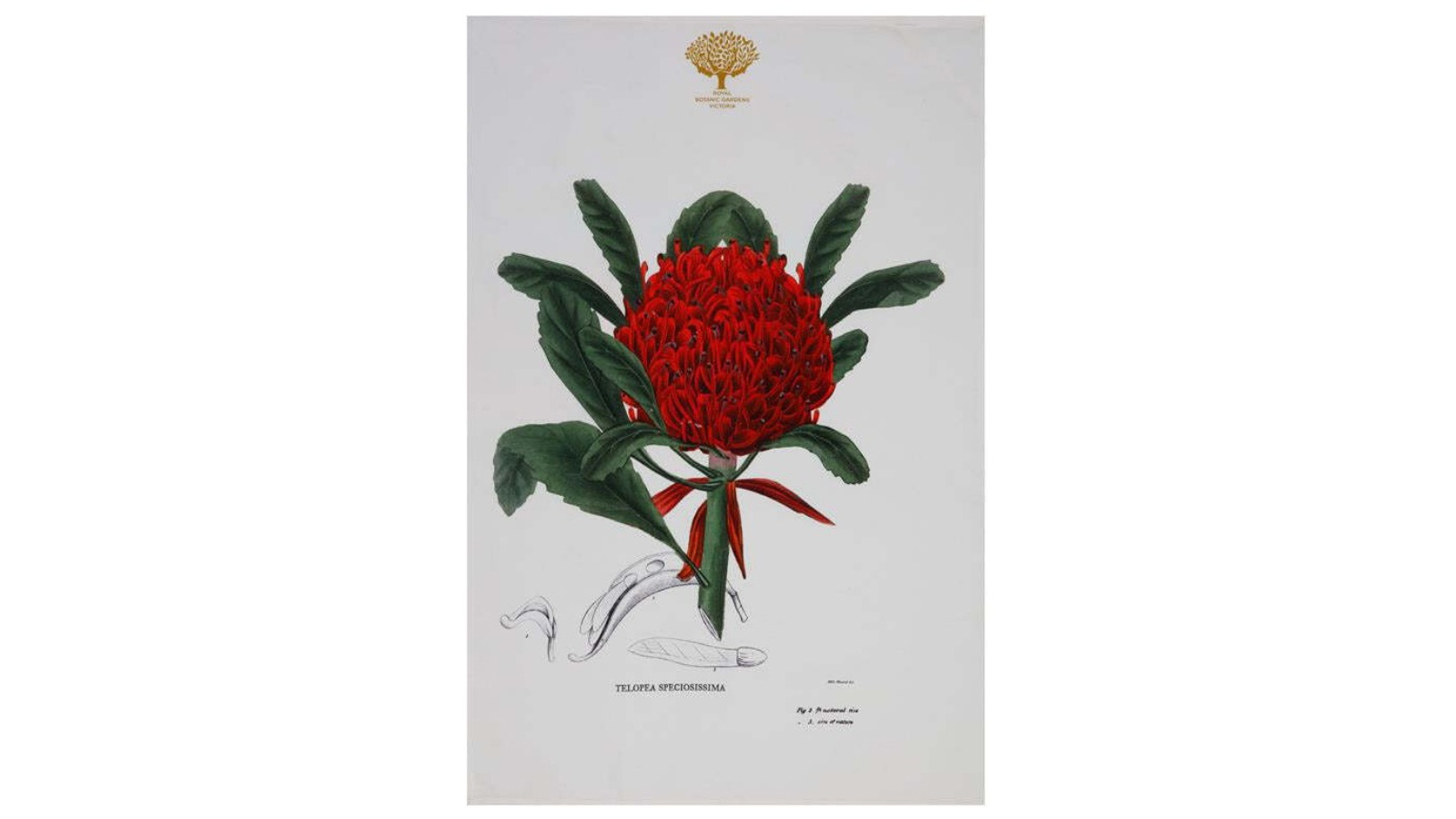 Maxwell and Williams Royal Botanic Garden Tea Towel - Telopea