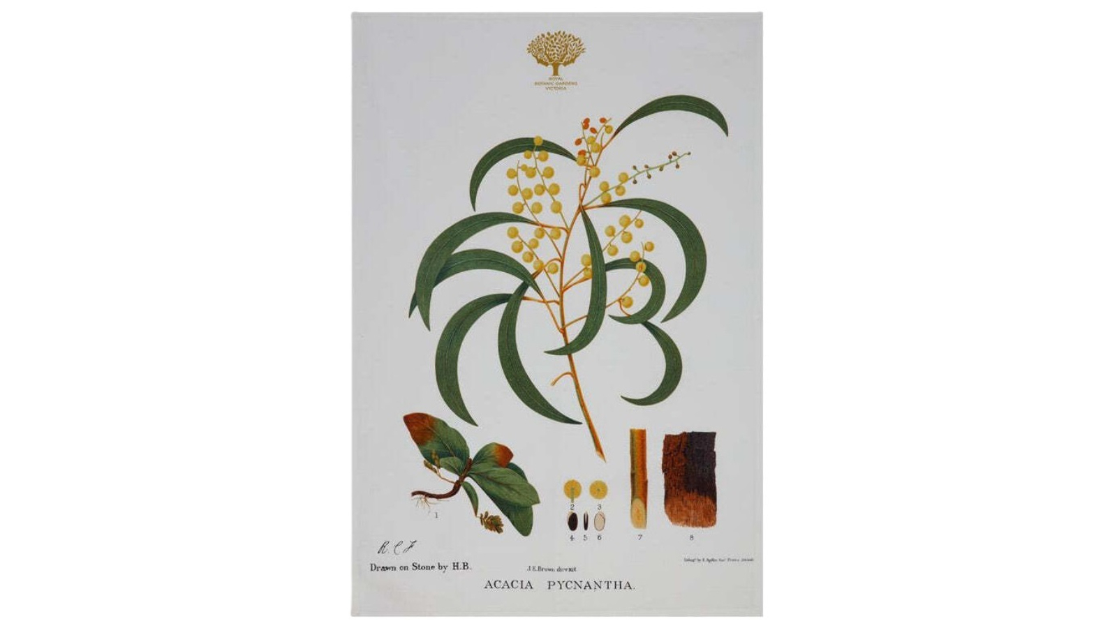 Maxwell and Williams Royal Botanic Garden Cotton Tea Towel Drying Cloth - Wattle