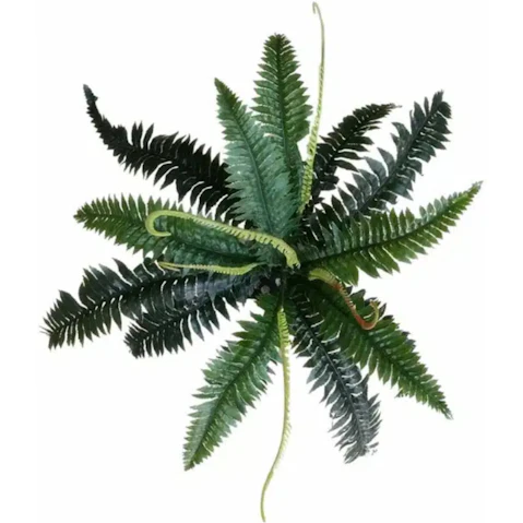 Designer Plants Artificial Boston Fern - Dark Green