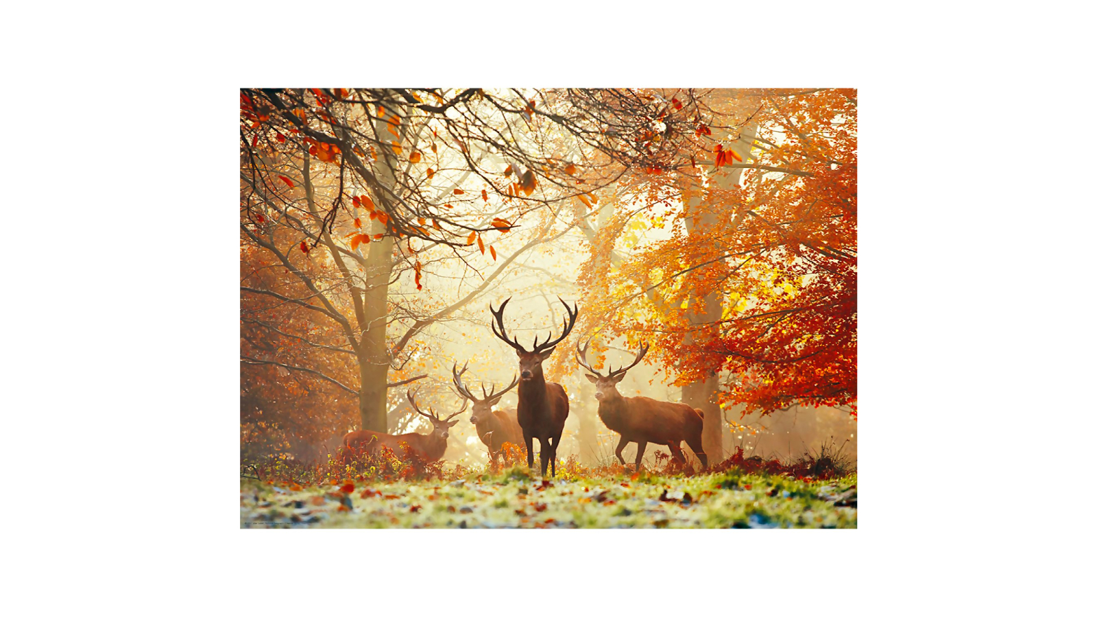 Heye 1000 Piece Magic Forests Stags Jigsaw Puzzle 