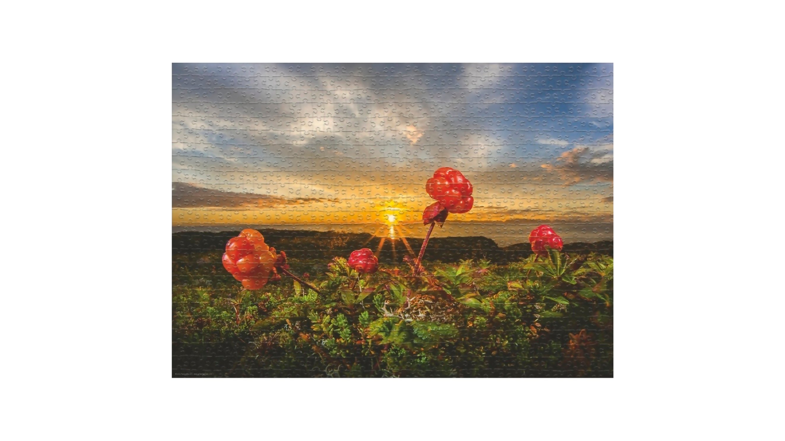Heye 1000 Piece Von Humboldt Cloudberries Jigsaw Puzzle 