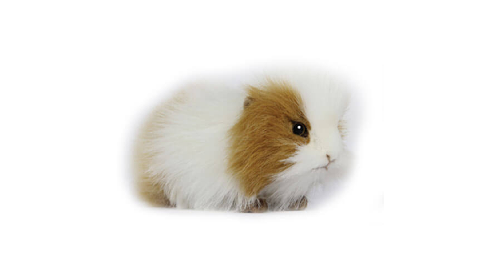 Hansa White/Brown Guinea Pig - 20cm