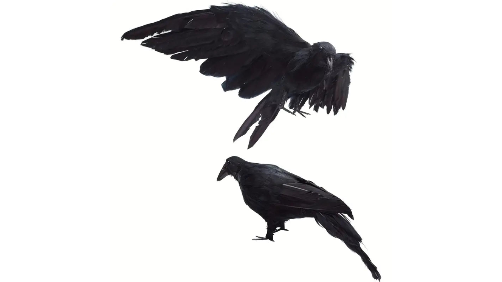 TM The Midnight Raven Realistic Halloween Feathered Crow