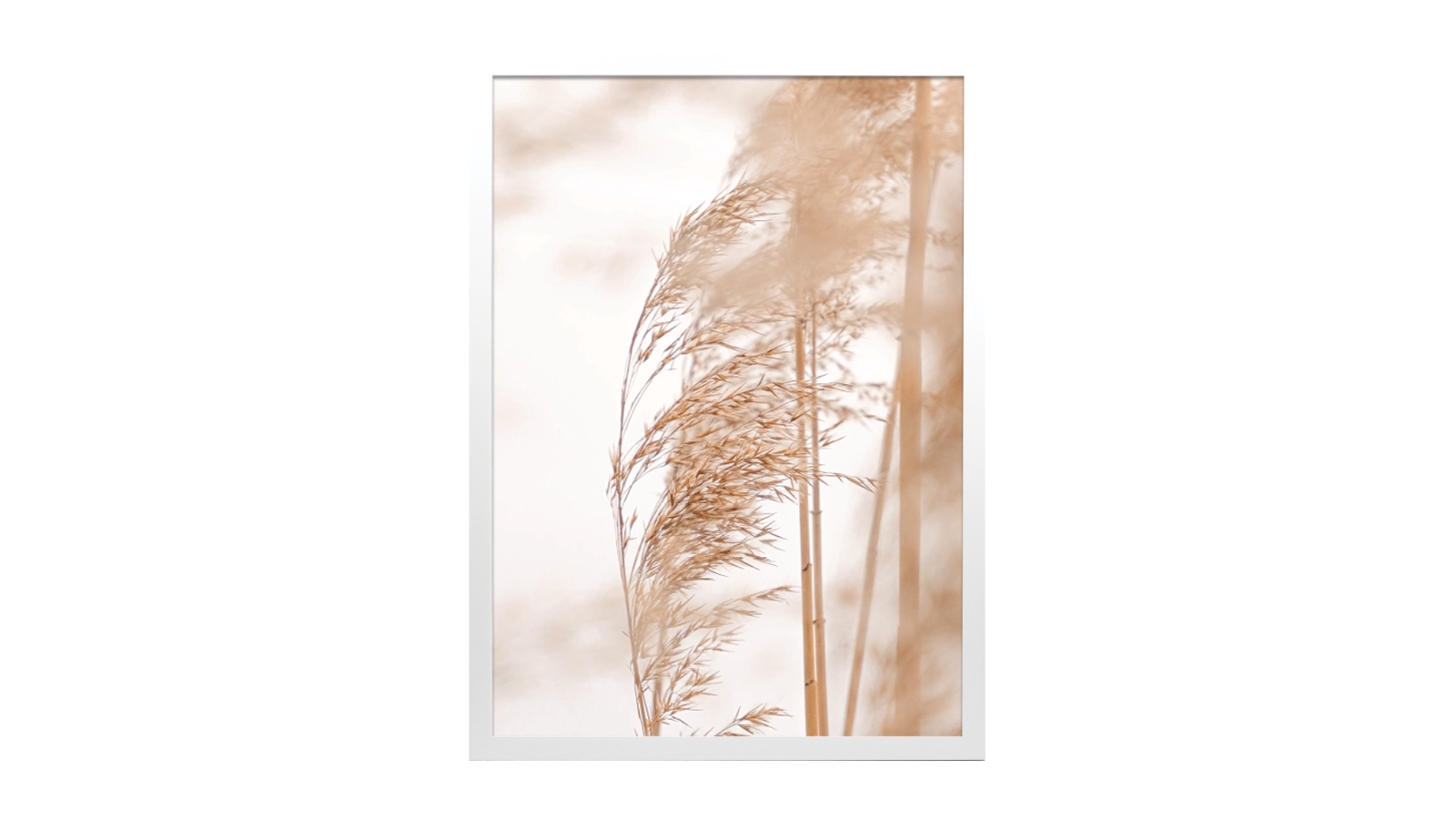 Profile Products Framed Art - Pampas Grass 3 - 75 x 100cm