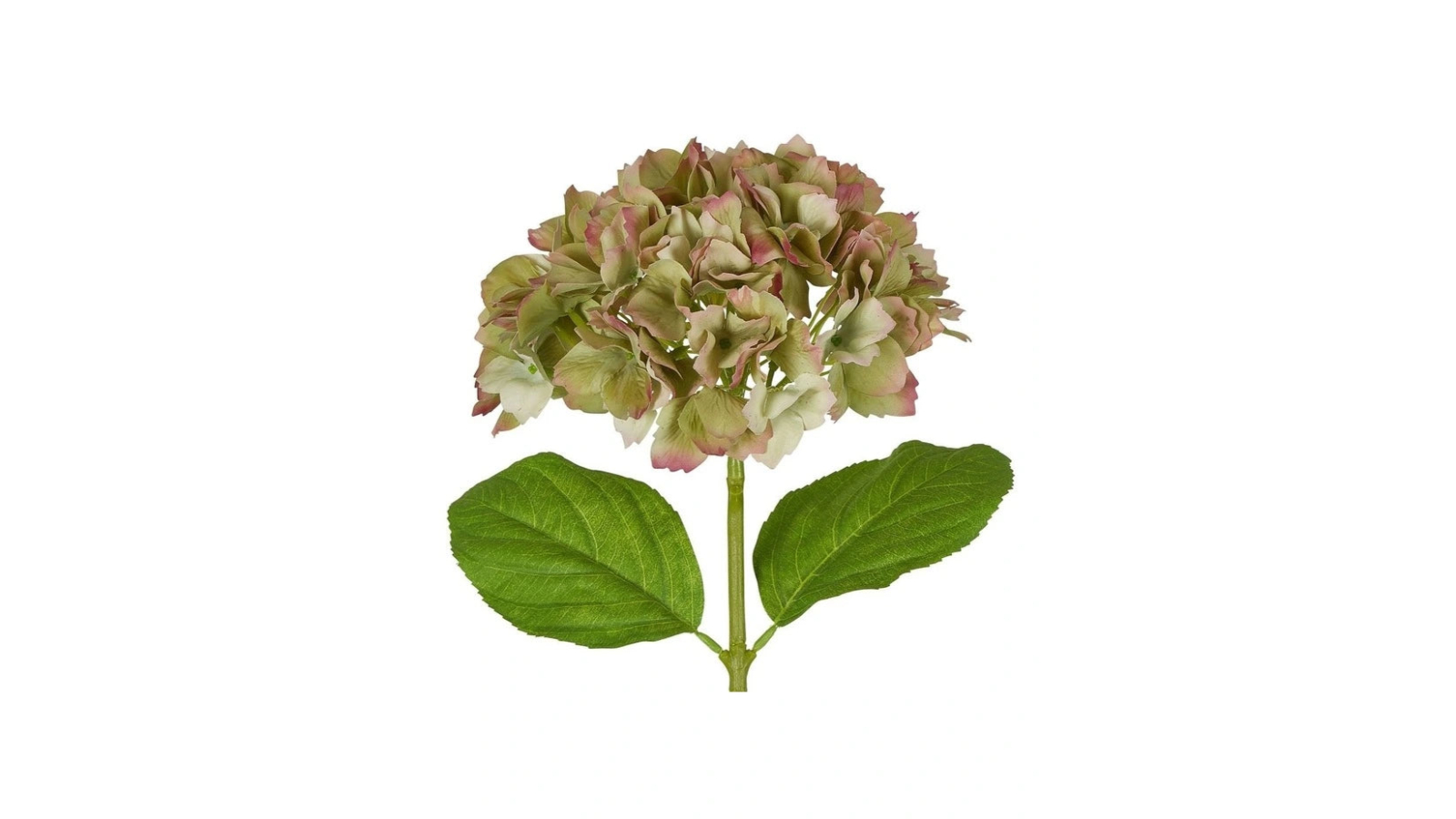 Florabelle Green Classic Hydrangea Stem - 52cm