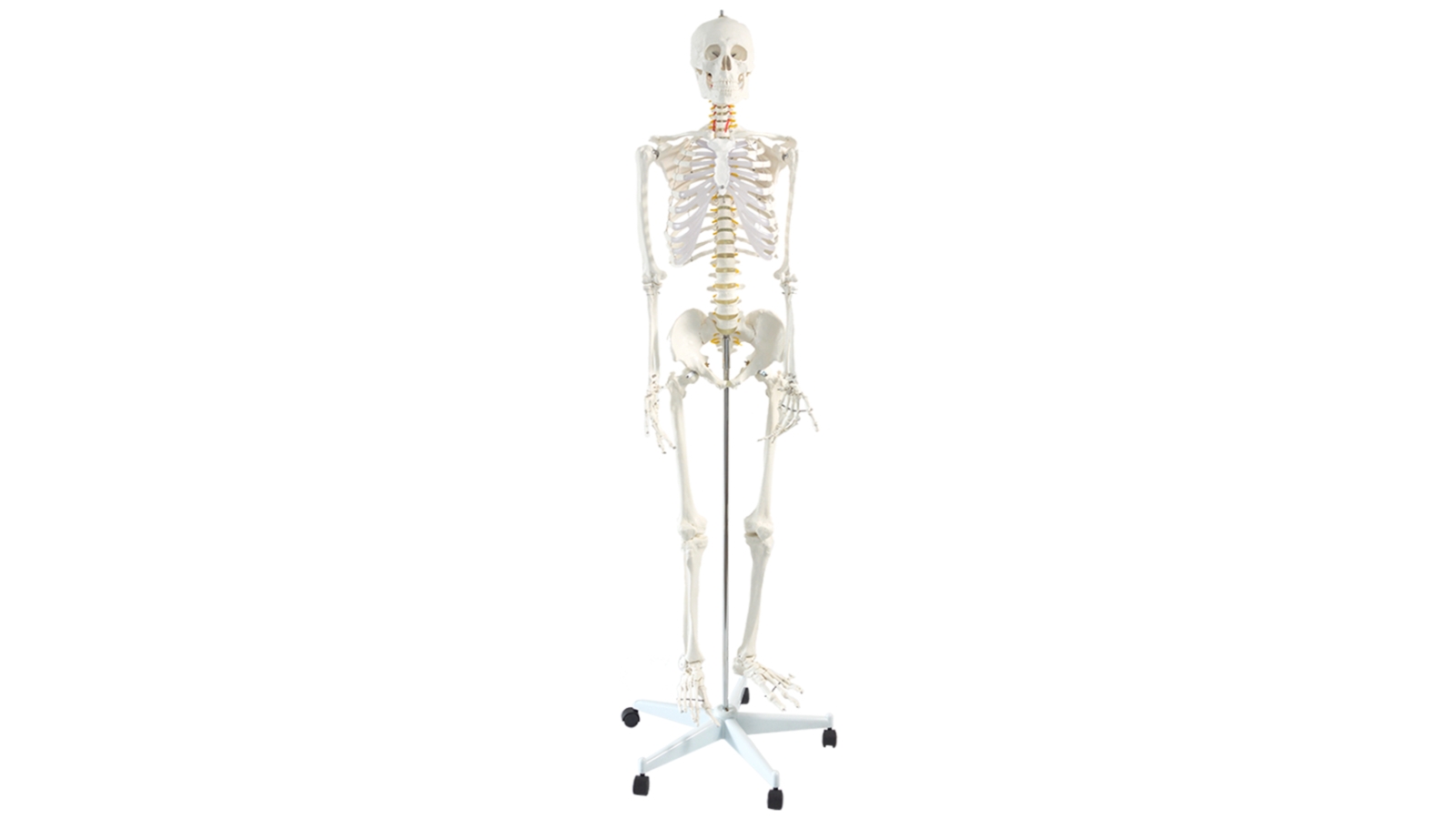 Serrano Human Skeleton Anatomical Model - 180cm