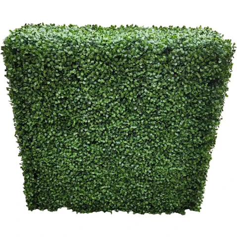 Designer Plants Portable Boxwood Hedge - 100 x 100cm