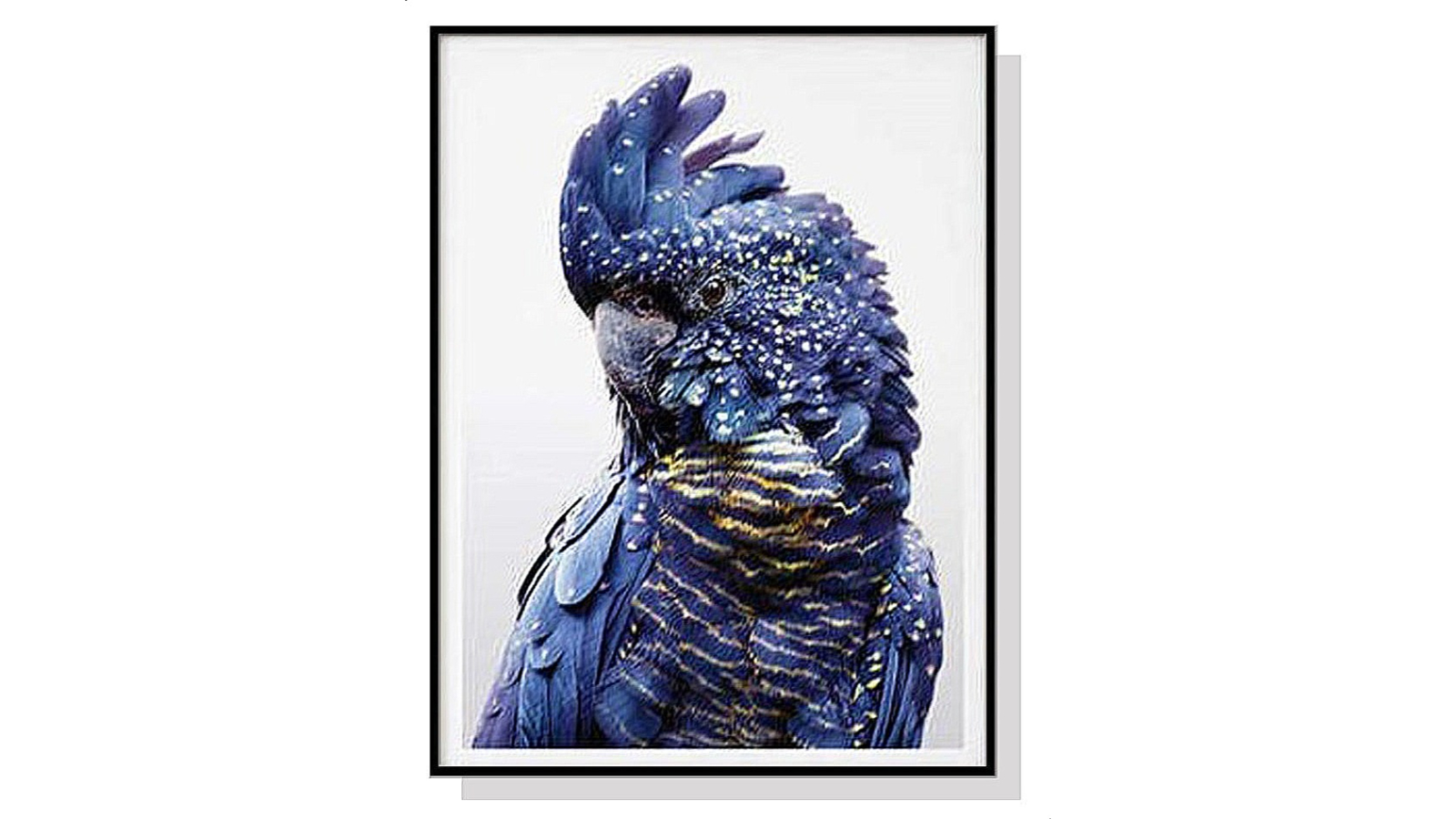 YS 70 x 100cm Cockatoo Black Frame Canvas Wall Art