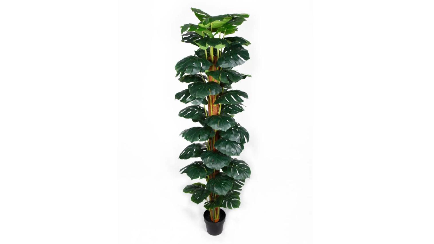 Designer Plants Artificial Monstera Adansonii Money Plant with Decorative Pot - 180cm