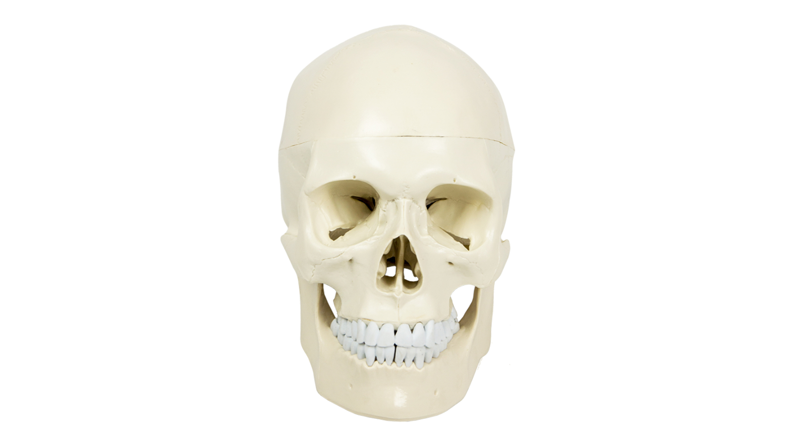 Serrano Life Size Anatomical Deluxe Human Skull Model