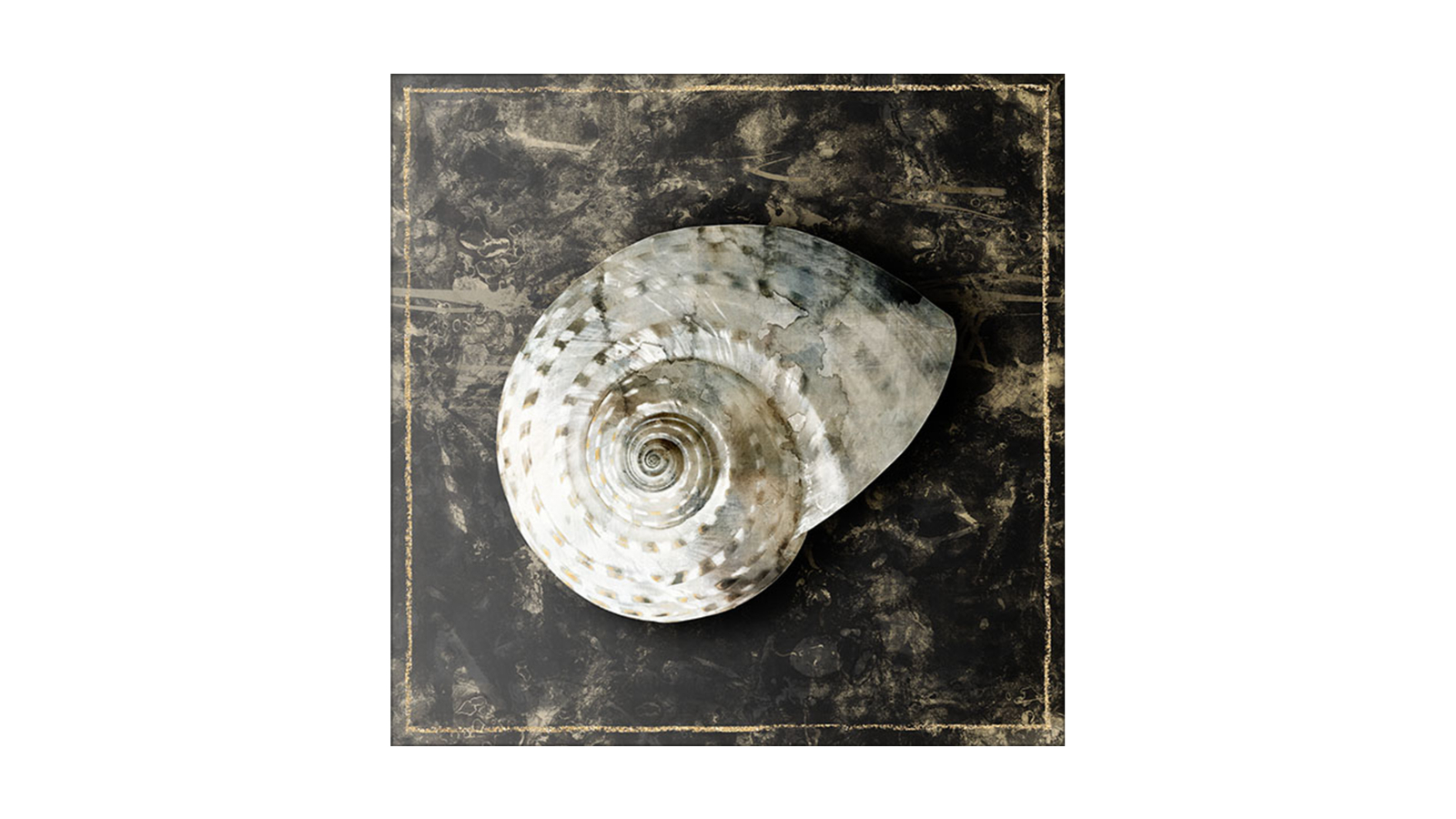 La Grolla Marble Shell Series II Unframed Canvas Wall Art