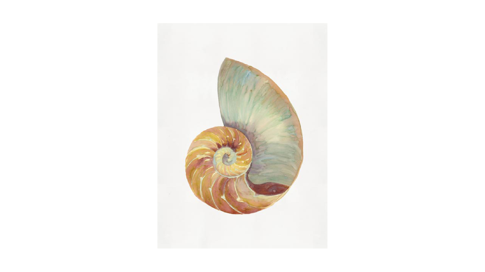 La Grolla Nautilus Shell I Unframed Canvas Wall Art