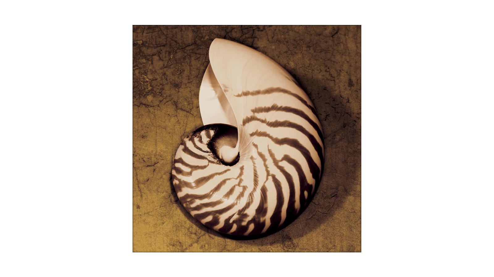 La Grolla Nautilus Unframed Canvas Wall Art