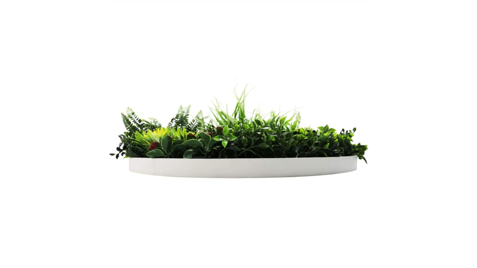Designer Plants Colour Fresh Slimline Artificial Green Wall White Disc Art - 80cm