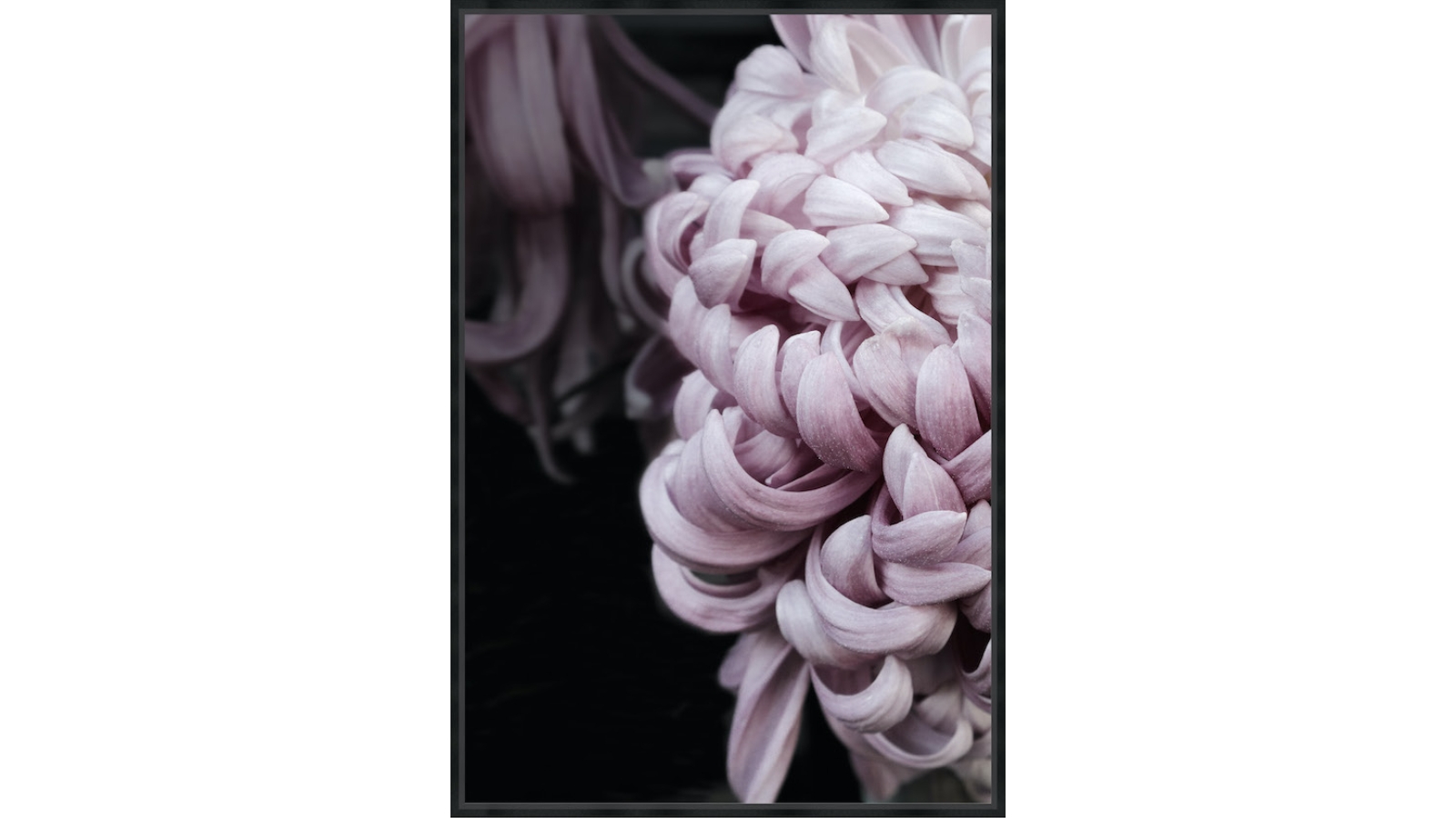 Chrysanthemum I Wall Art - Large
