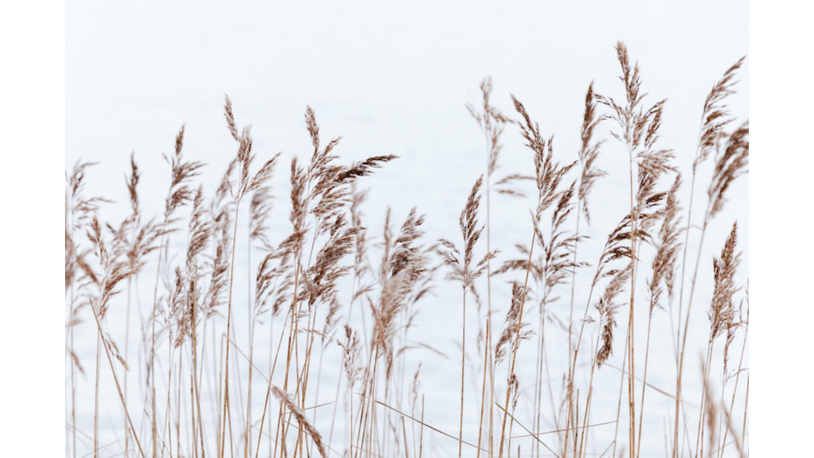 Grass Breeze Wall Art - X-Small