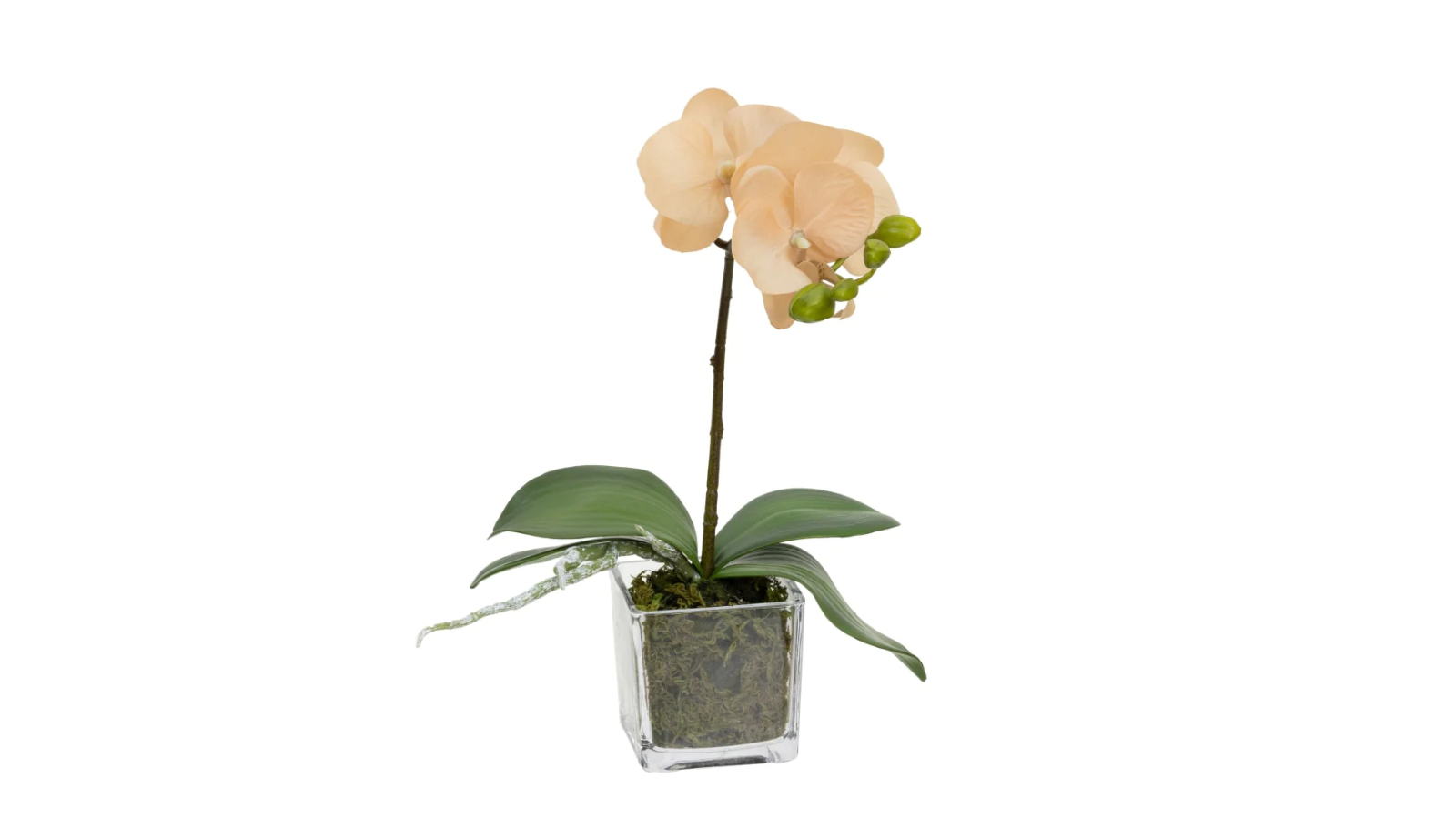 Glamorous Fusion Apricot Orchid Artificial Plant - 32cm
