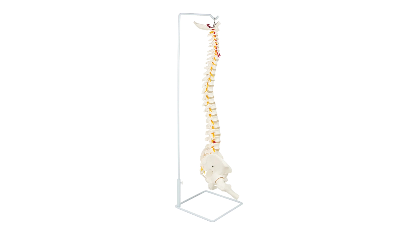 Serrano Life Size Flexible Vertebral Spine Pelvis Model