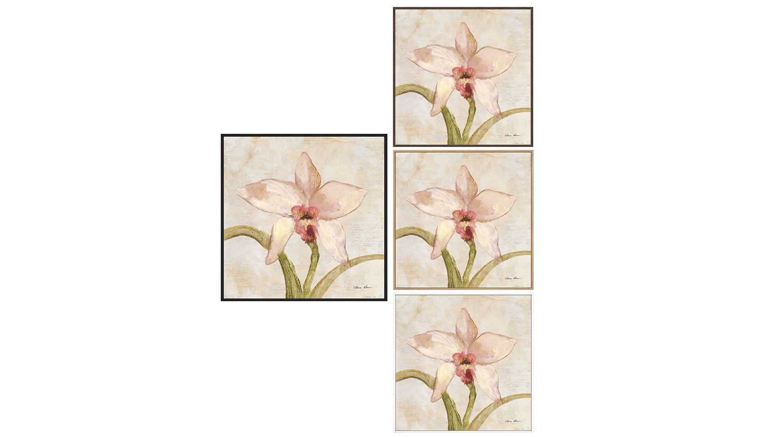 La Grolla Orchid I Gallery Wall Art