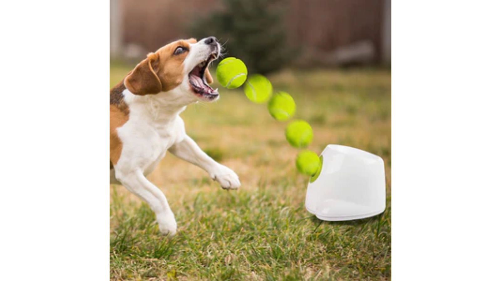 Serrano Automatic Ball Thrower For Dogs Harvey Norman