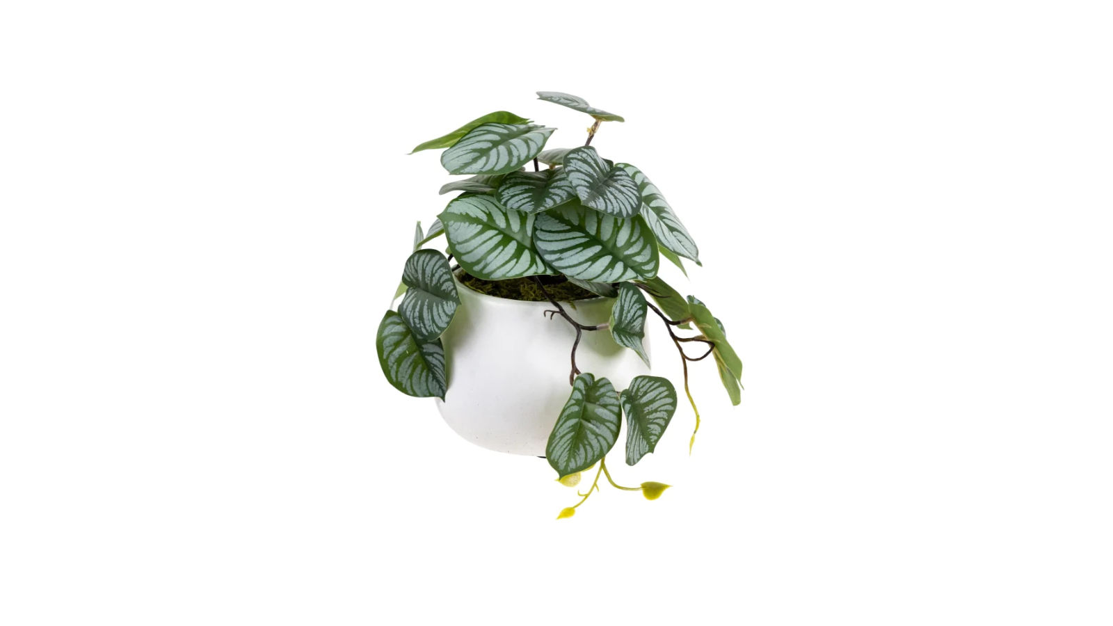 Glamorous Fusion Calathea Bush Artificial Plant in Pot - 17cm