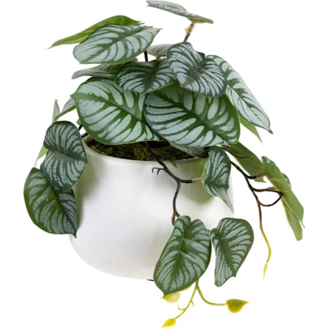 Glamorous Fusion Calathea Bush Artificial Plant in Pot - 17cm