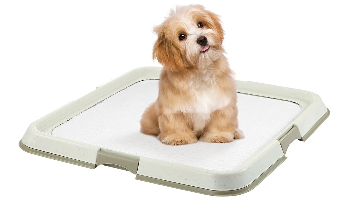 Pawise 60x60cm Pet Dog Pee Pad Holder Potty Training Tray