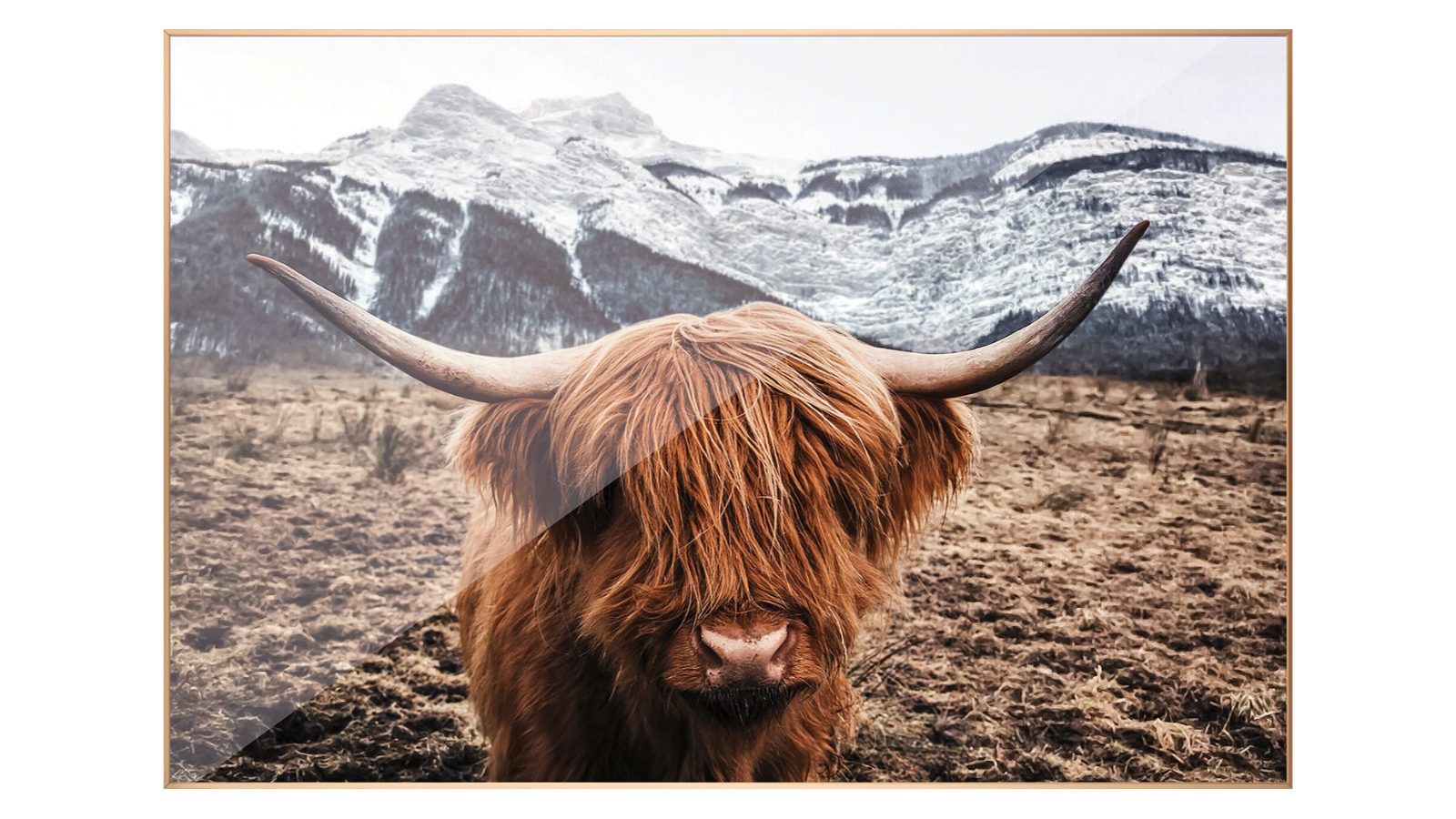 Metal Frame Highland Cow Canvas Painting Animal Wall Art - 60 x 90cm