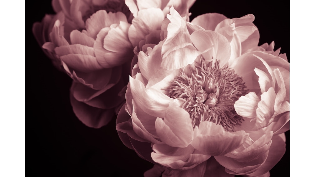 Delicate Fragrance I Wall Art