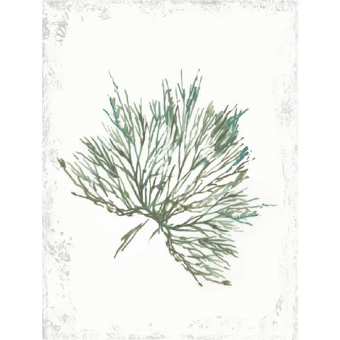 La Grolla Emerald Coral III Unframed Canvas Wall Art