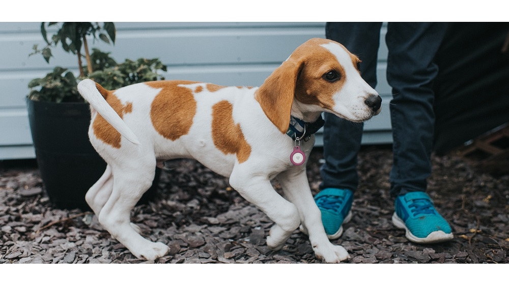 Beagle ring holder outlet