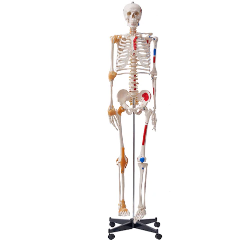 Vevor Human Skeleton Model with Muscle Points