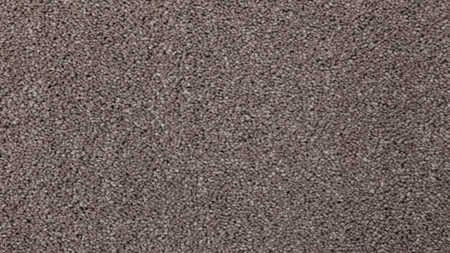Healthy Homes Springdale Carpet - Landmark