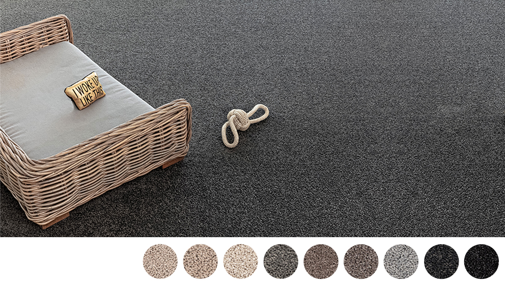 Healthy Homes Springdale Carpet