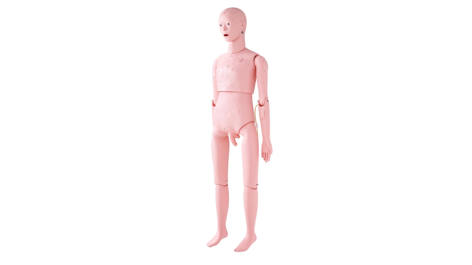 Vevor Nursing Training Male Manikin Model