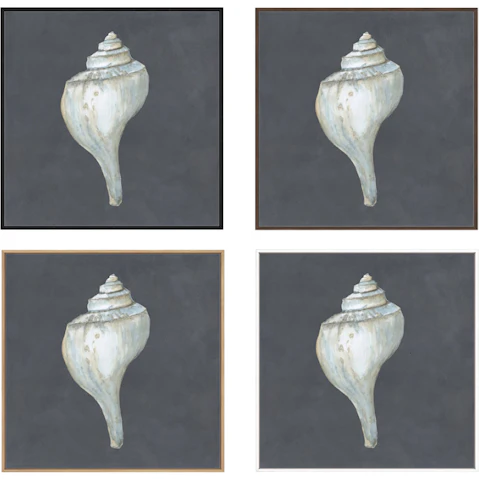 La Grolla Shell on Slate IV Gallery Wall Art
