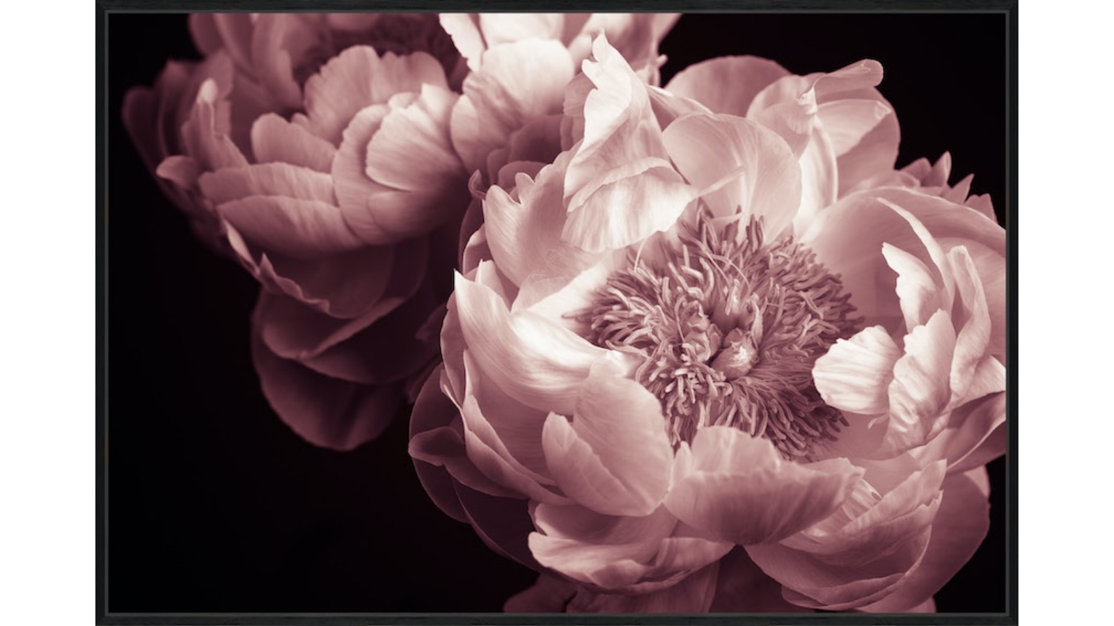 Delicate Fragrance I Wall Art Harvey Norman