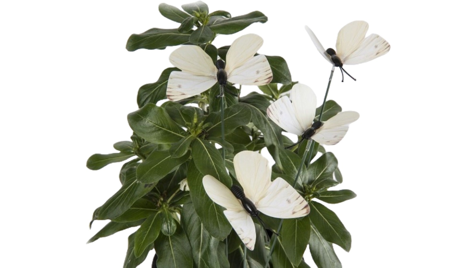 6 Piece Garden 50 x 5cm Cabbage Moth Stick