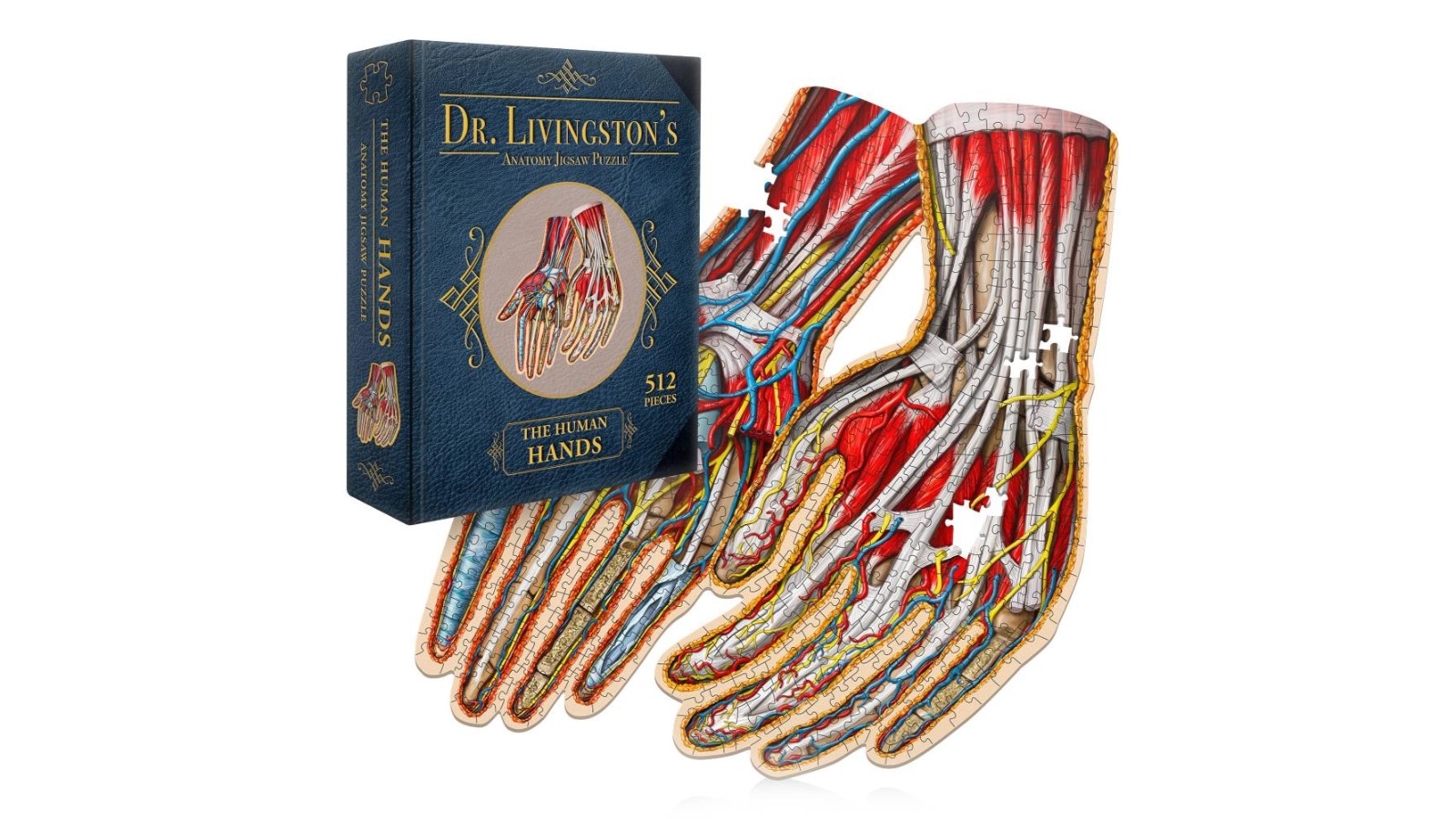 Genius Games Dr. Livingston's Anatomy Jigsaw Puzzle - the Human Hands