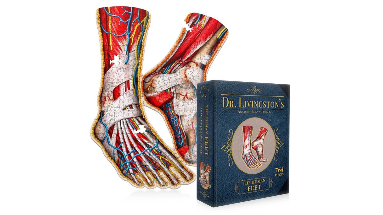 Genius Games Dr. Livingston's Anatomy Jigsaw Puzzle - the Human Feet