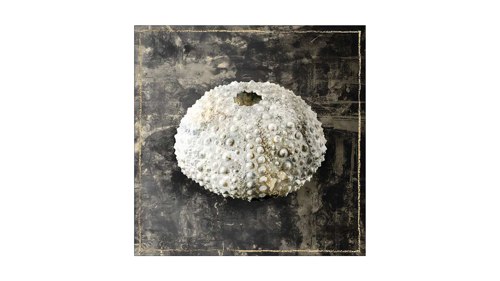La Grolla Marble Shell Series I Unframed Canvas Wall Art