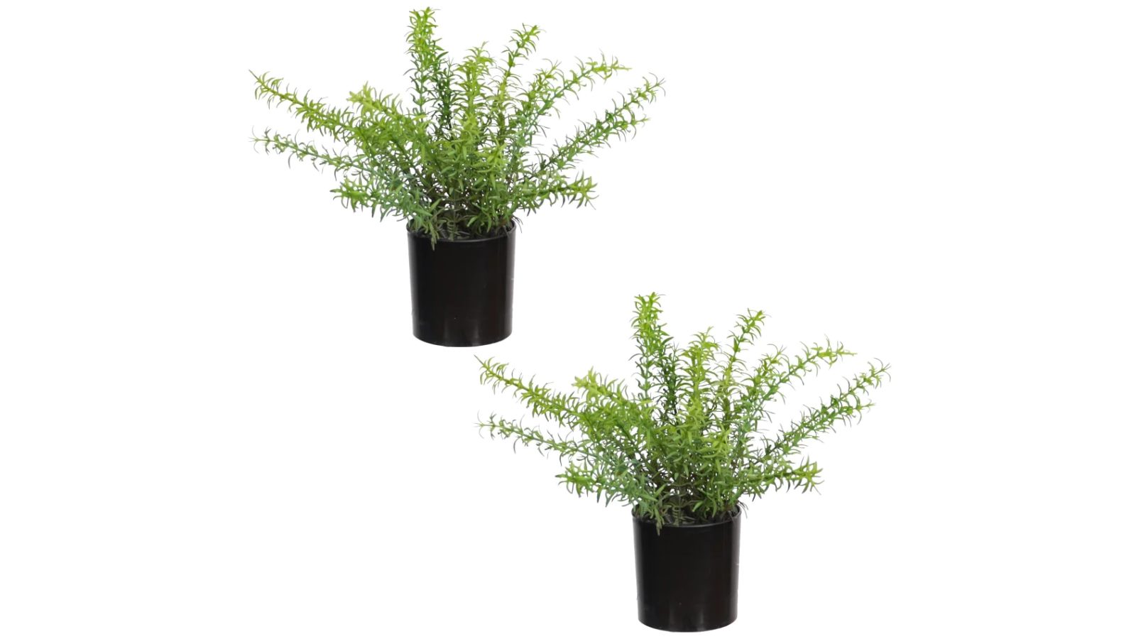 Glamorous Fusion Set Of 2 Rosemary Artificial Faux Plant